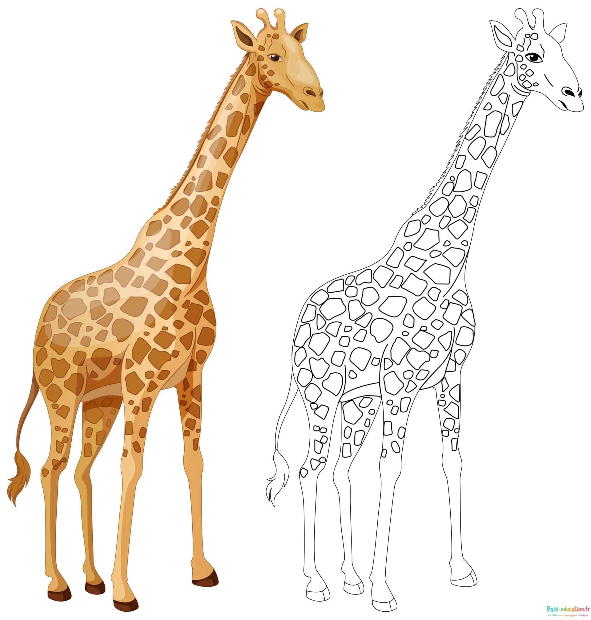 Coloriage Girafe réaliste et esquisse à imprimer et colorier