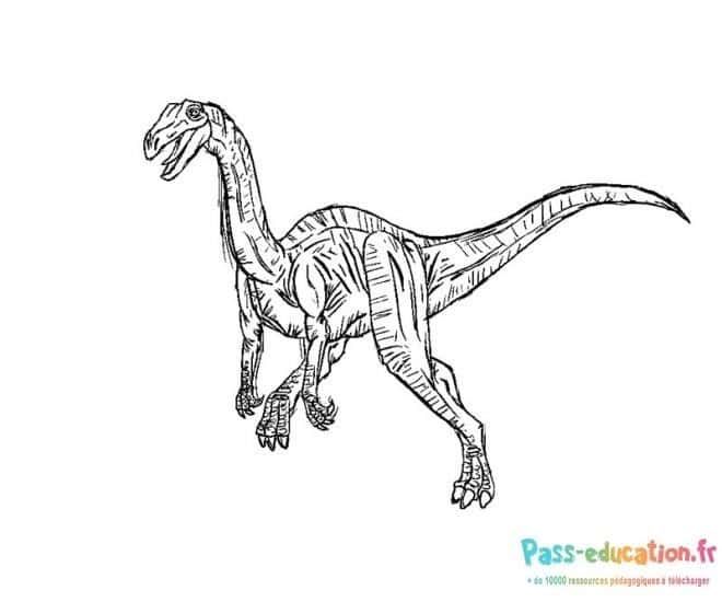 Coloriage Dinosaure gracieux à imprimer et colorier