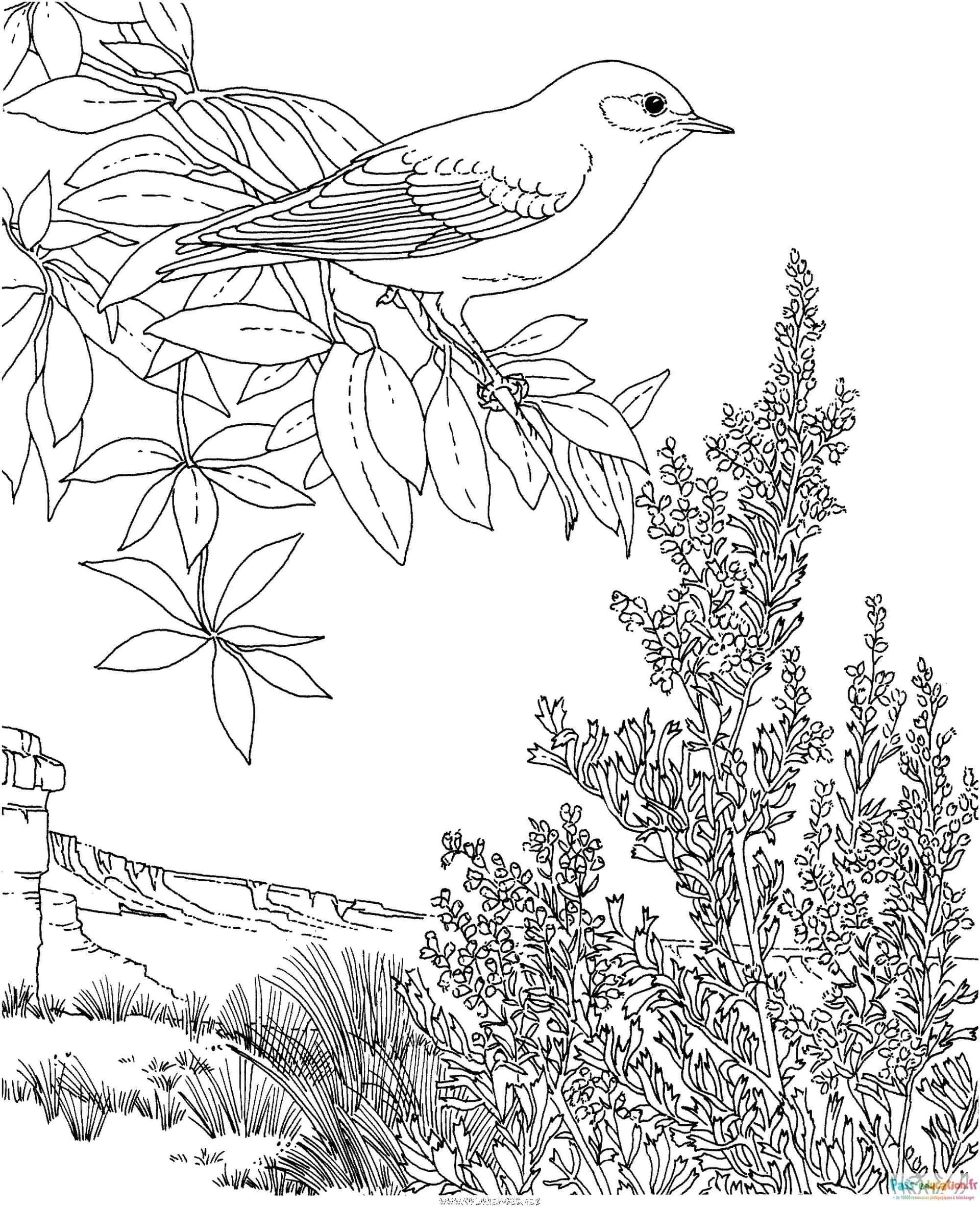 Coloriage Oiseau en montagne à imprimer et colorier