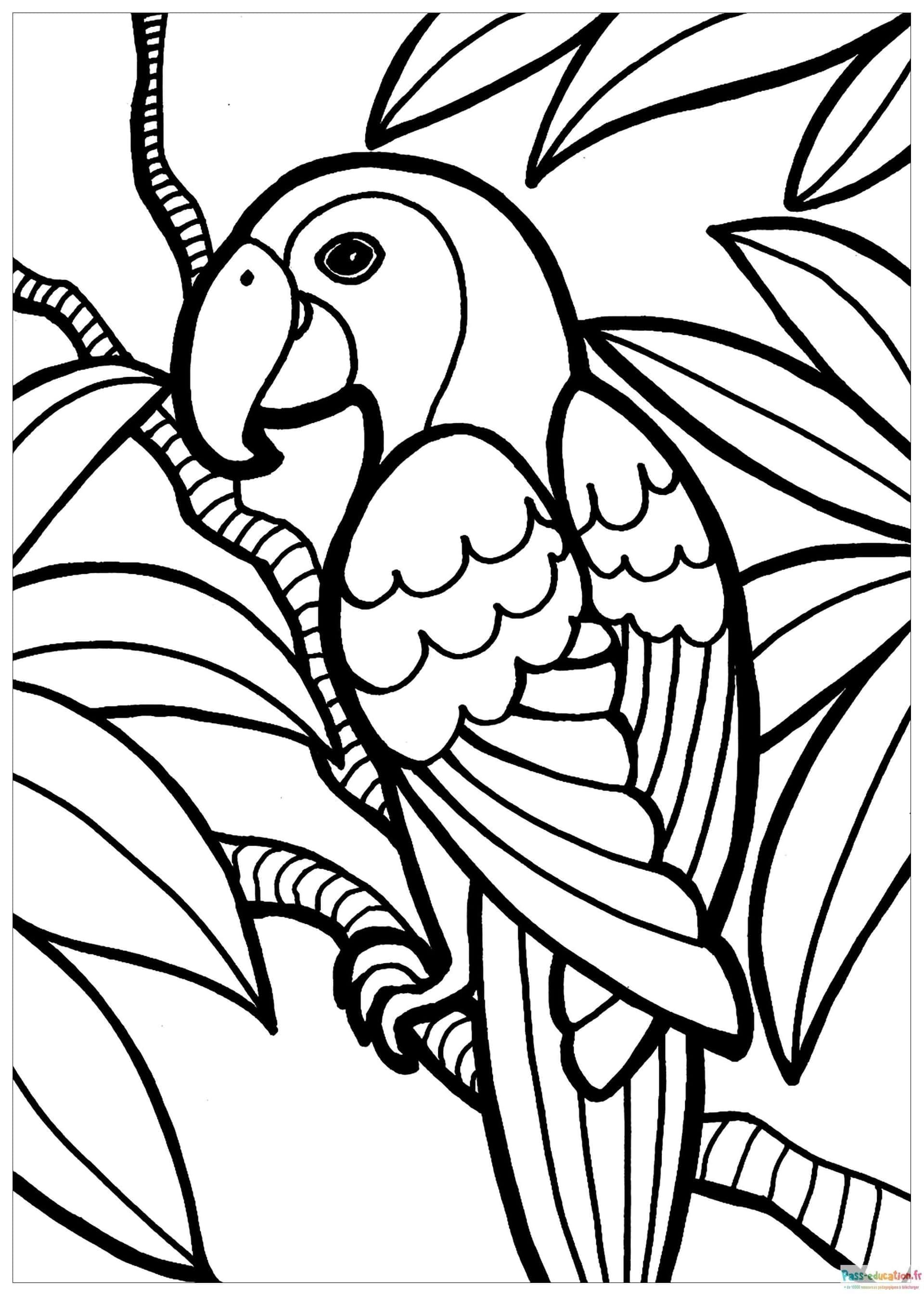 Coloriage Perroquet dans la jungle à imprimer et colorier