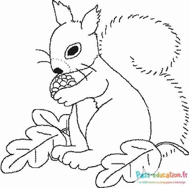 Coloriage Écureuil gourmand à imprimer et colorier