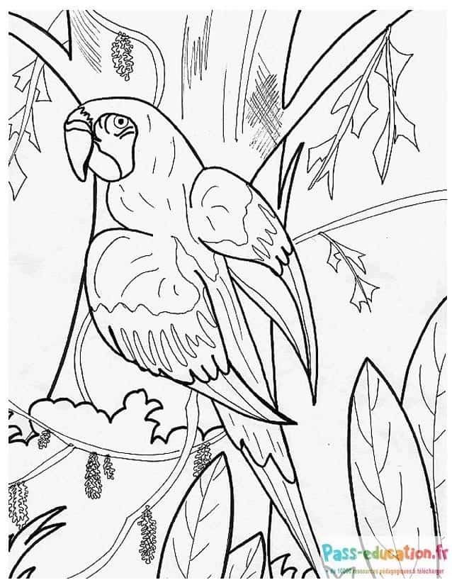 Coloriage Perroquet dans la jungle à imprimer et colorier