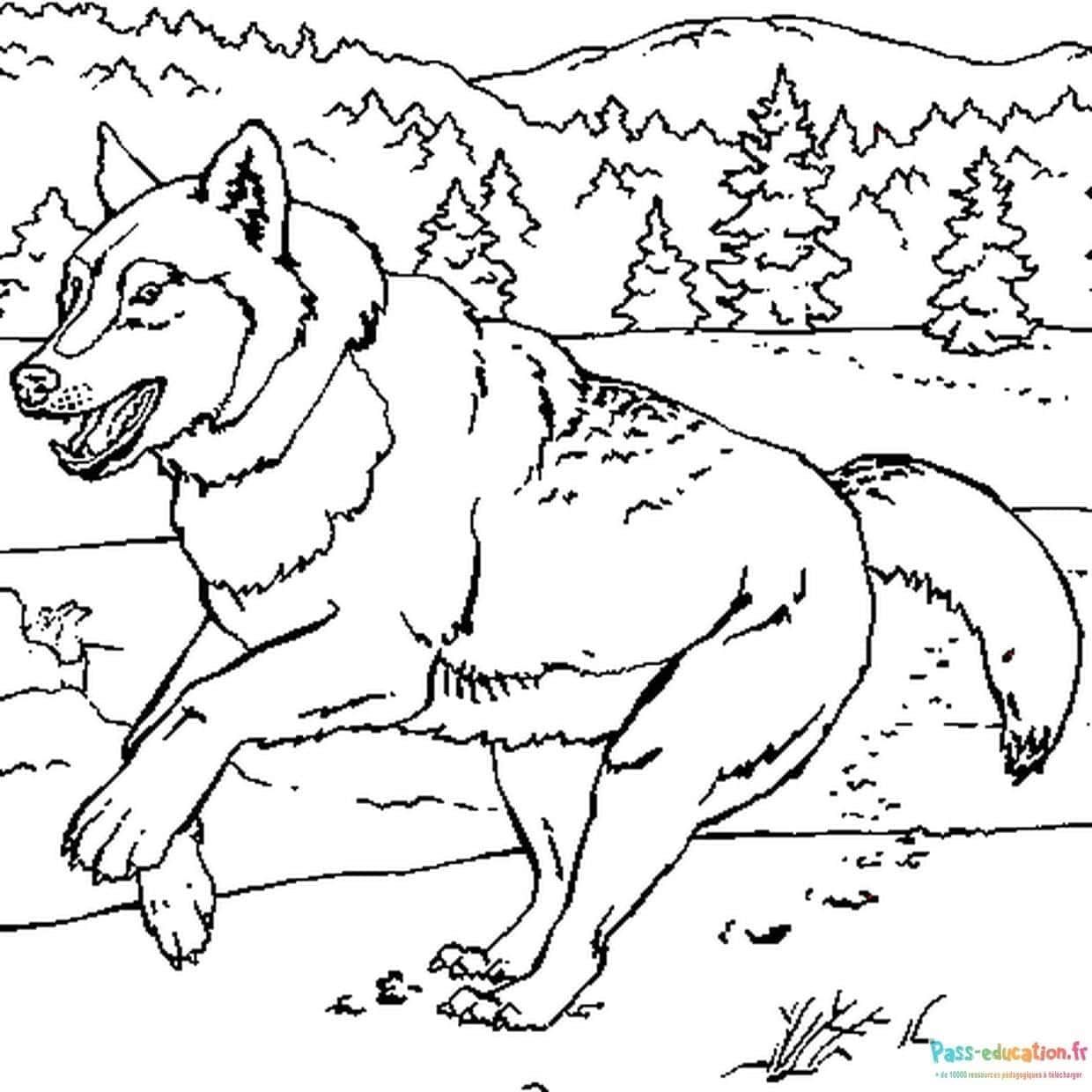 Coloriage Loup en montagne à imprimer et colorier