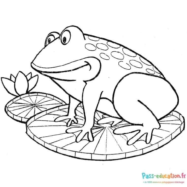 Coloriage Grenouille sur nénuphar à imprimer et colorier