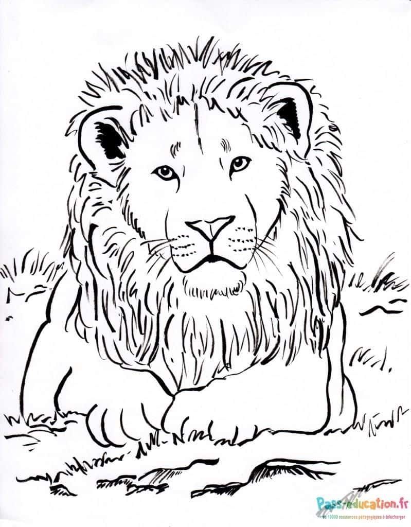 Coloriage Portrait de lion à imprimer et colorier