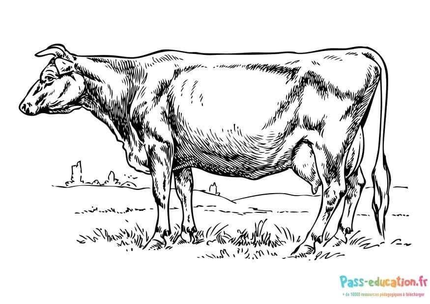 Coloriage Vache paisible à imprimer et colorier