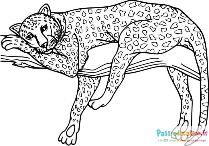 Coloriage Guépard reposant à imprimer et colorier