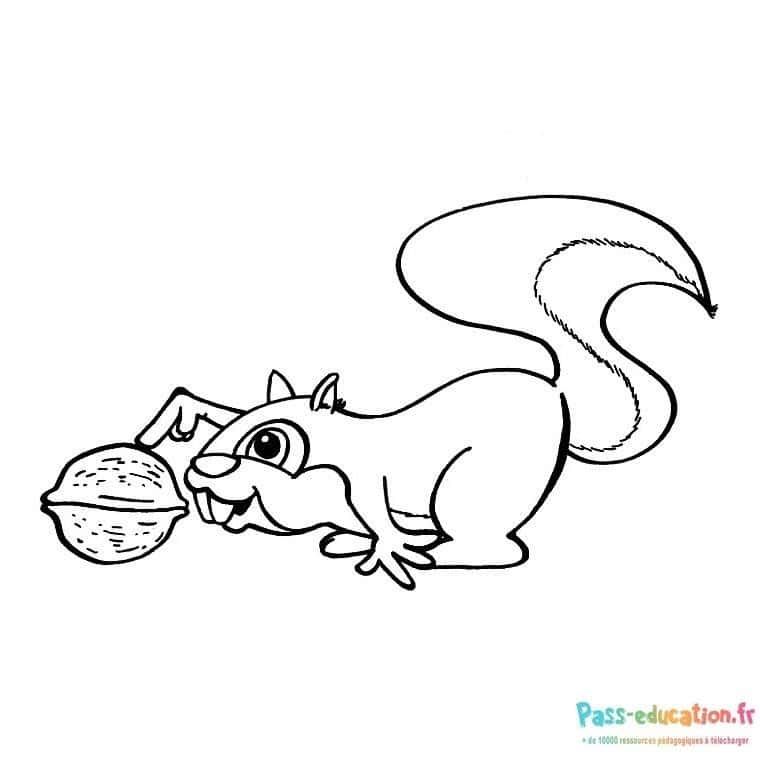 Coloriage Écureuil et noix à imprimer et colorier