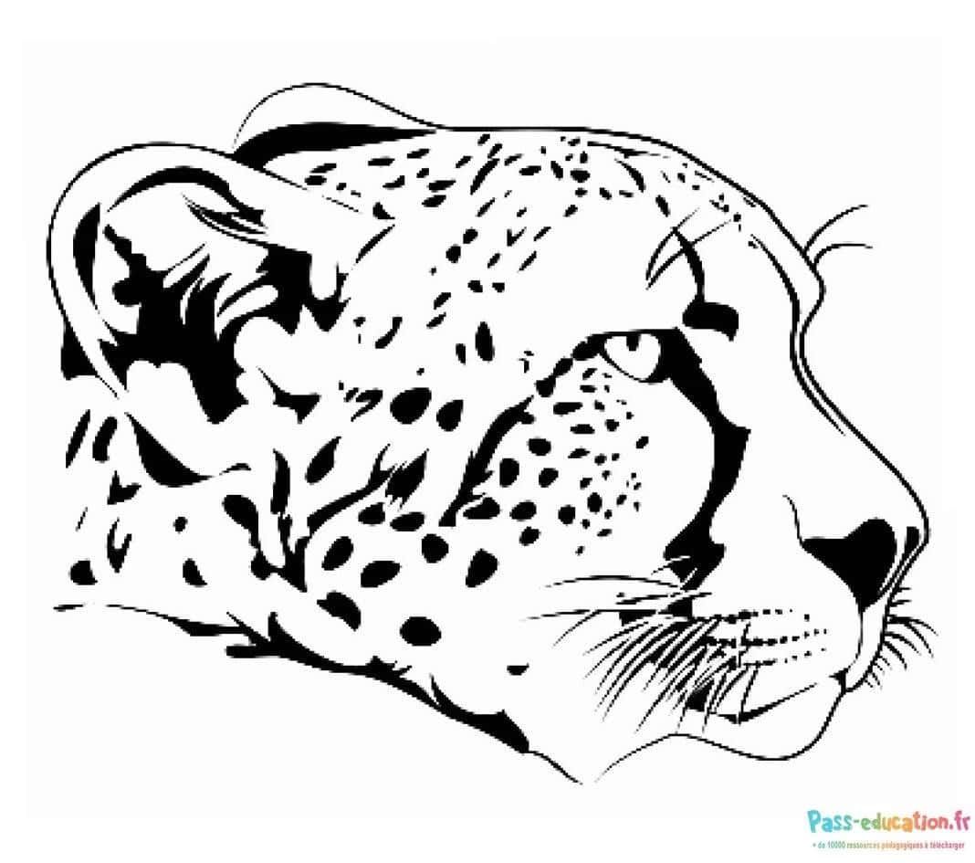 Coloriage Visage de guépard à imprimer et colorier