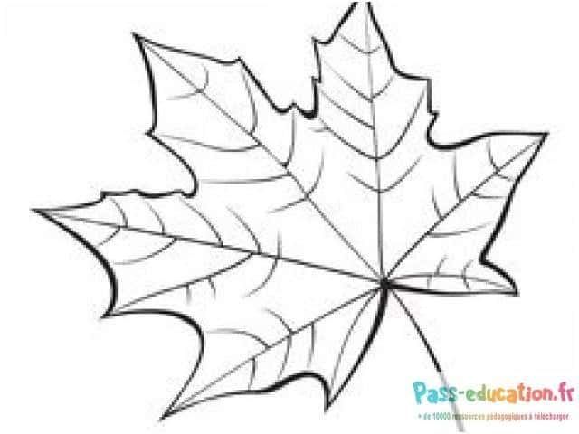 Coloriage Feuille d'érable à imprimer et colorier