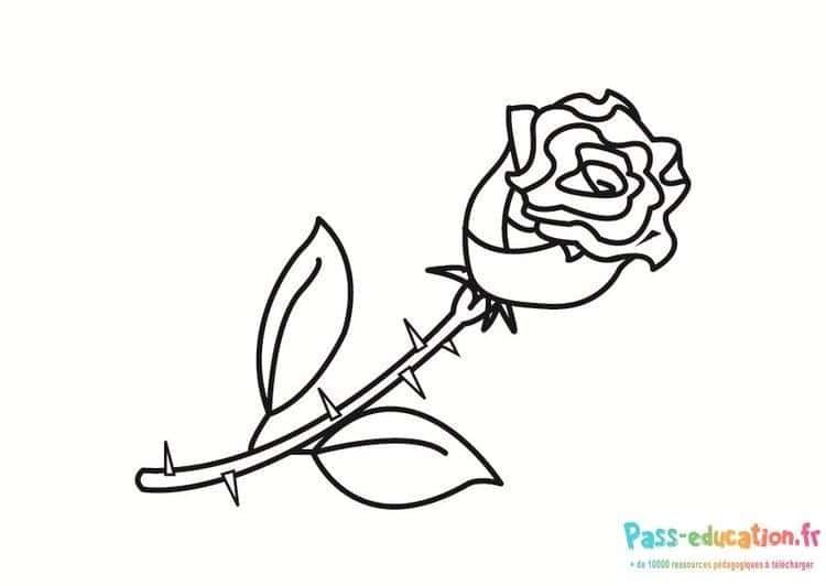 Coloriage Rose en contour à imprimer et colorier
