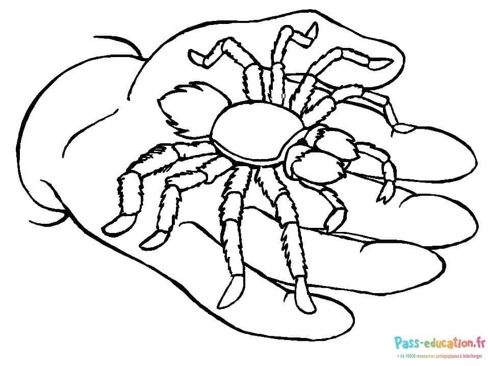 Coloriage Araignée sur main à imprimer et colorier