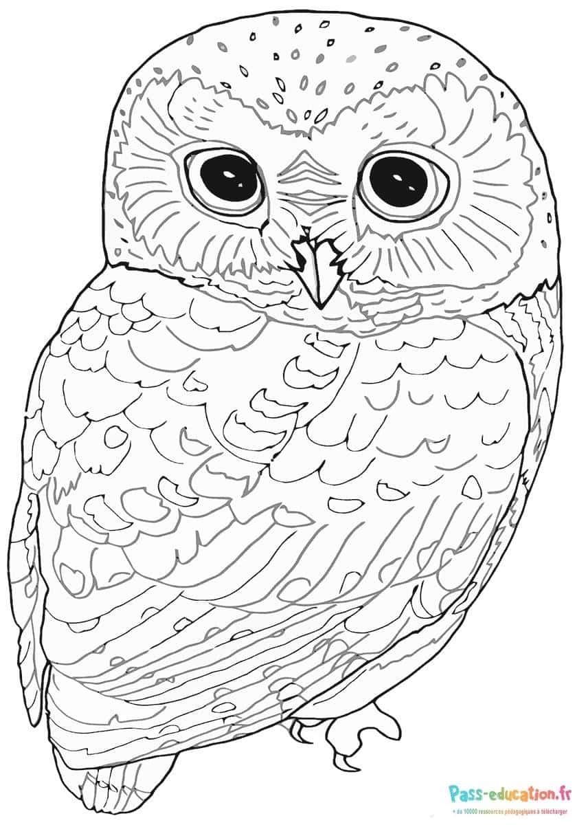 Coloriage Chouette attentive à imprimer et colorier