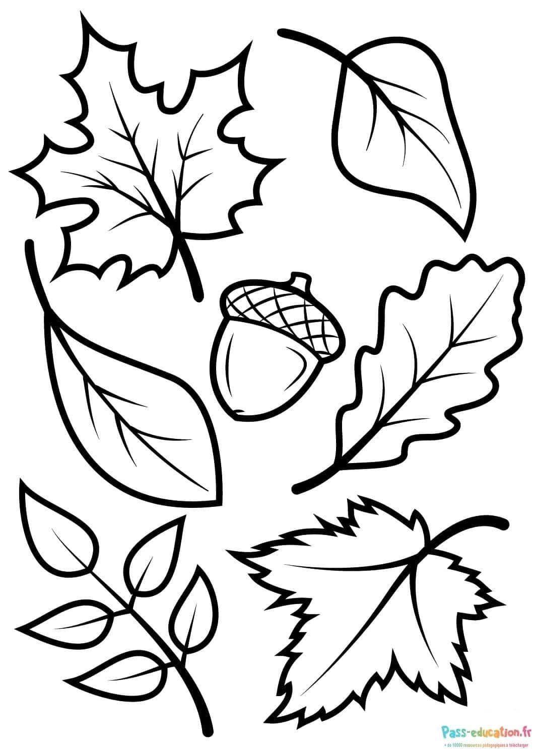 Coloriage Feuilles d'automne à imprimer et colorier