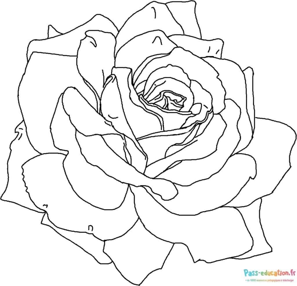 Coloriage Rose délicate à imprimer et colorier