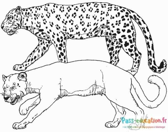 Coloriage Félins sauvages à imprimer et colorier