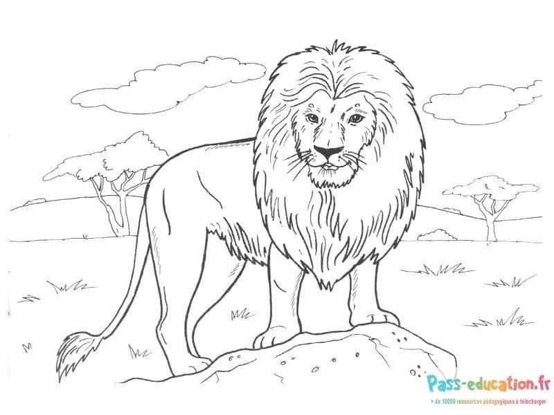 Coloriage Roi de la savane à imprimer et colorier