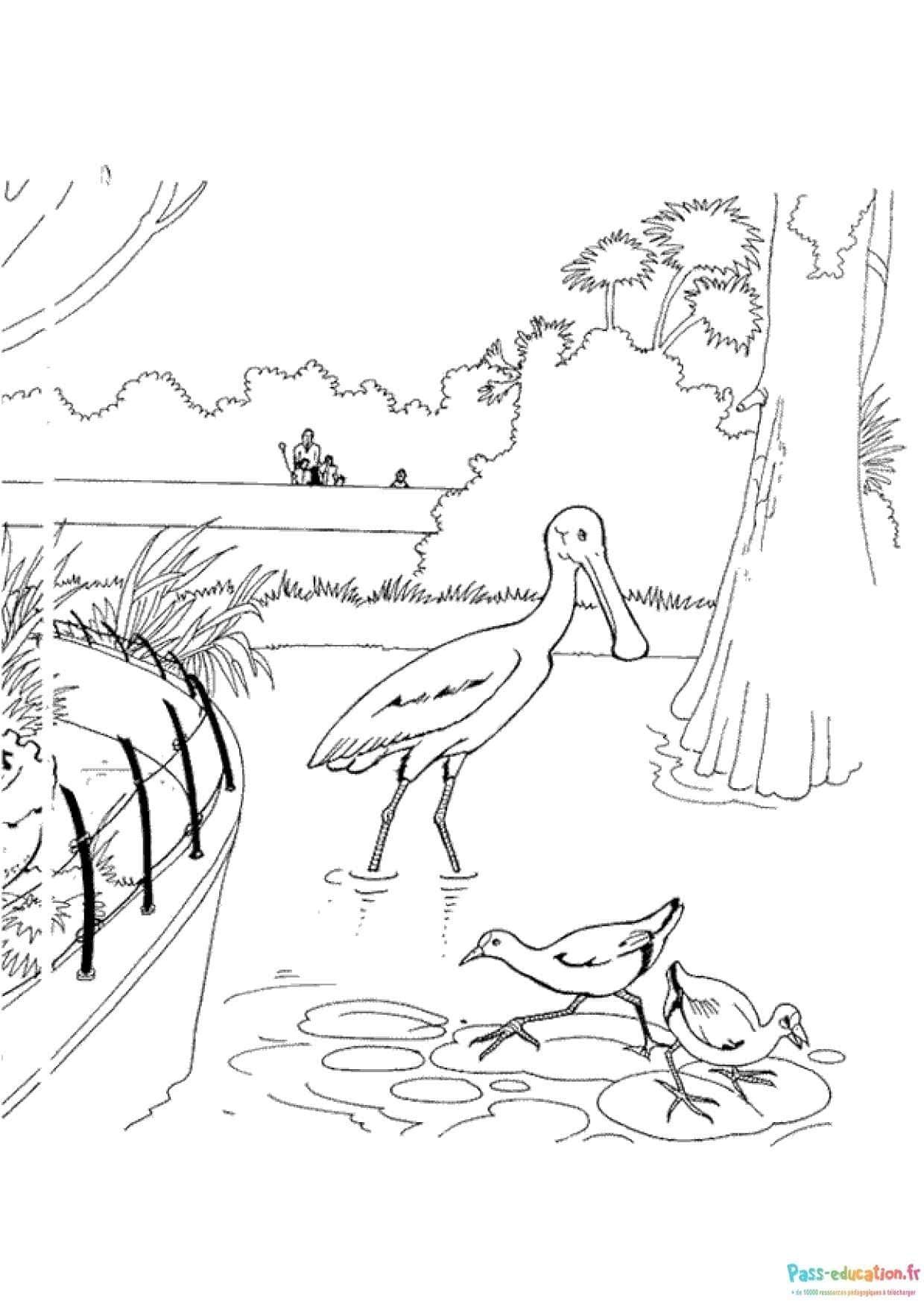 Coloriage Flamants au bord de l'eau à imprimer et colorier