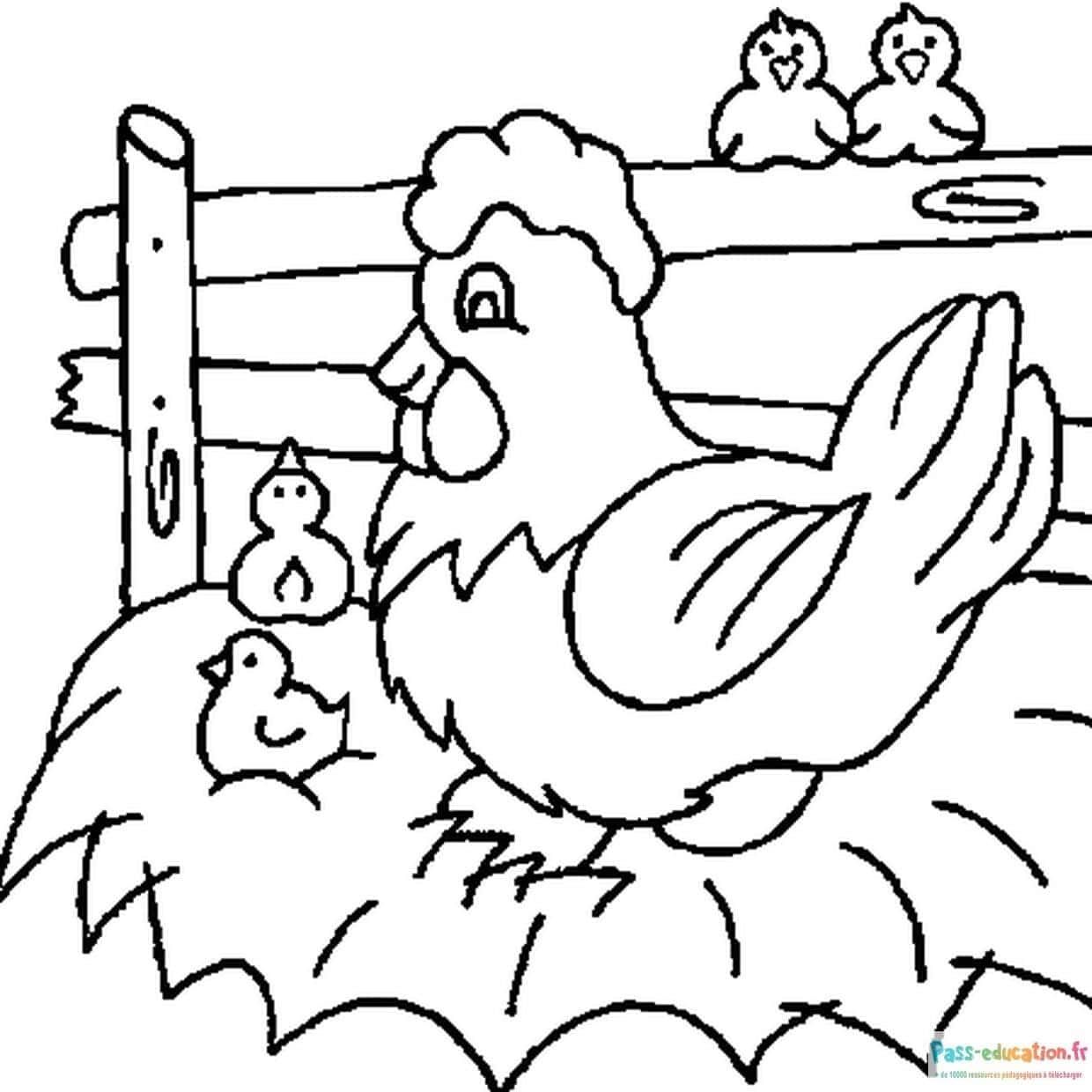 Coloriage Poule et poussins à imprimer et colorier