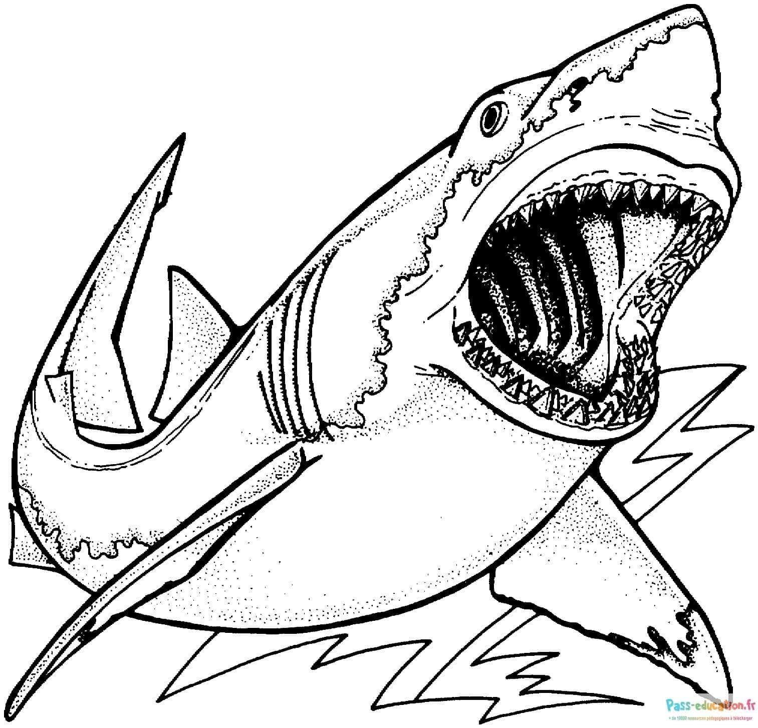 Coloriage Requin ouvert à imprimer et colorier