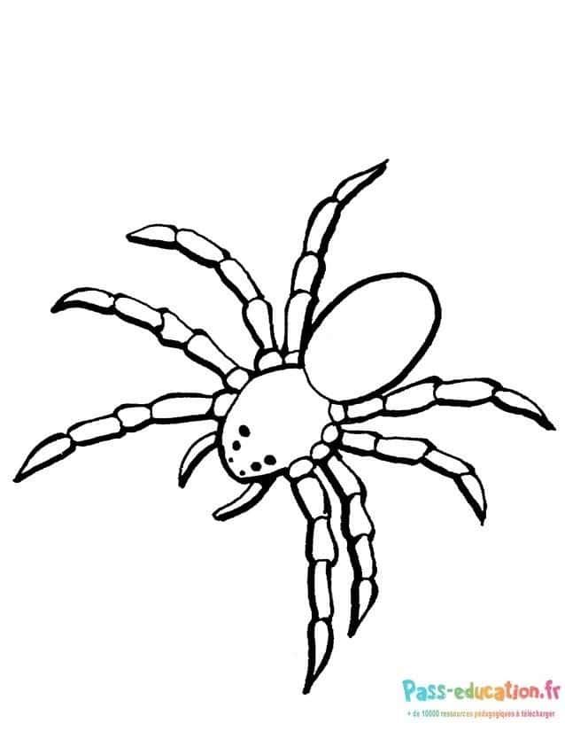 Coloriage Araignée dessinée à imprimer et colorier