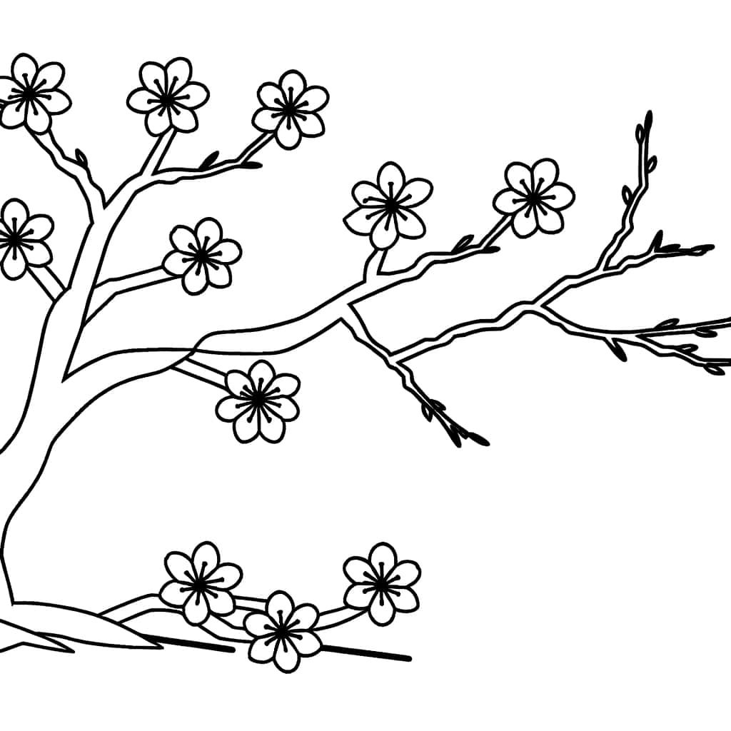 Coloriage Cerisier du Japon à imprimer et colorier
