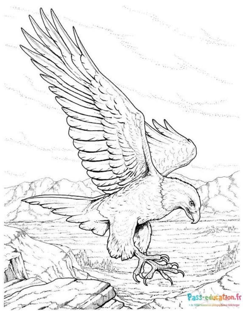 Coloriage Aigle en vol à imprimer et colorier