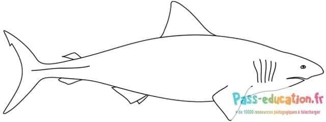 Coloriage Requin à colorier à imprimer et colorier