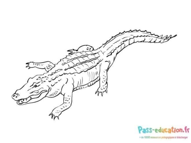 Coloriage Crocodile surprenant à imprimer et colorier