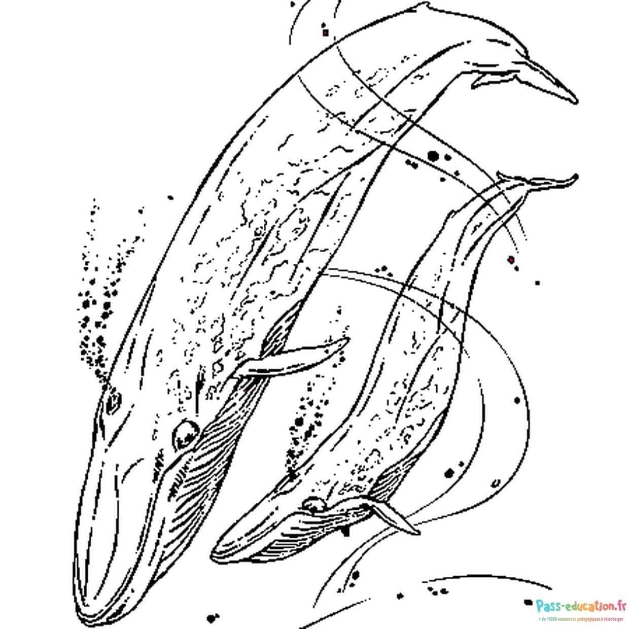 Coloriage Baleines en duo à imprimer et colorier