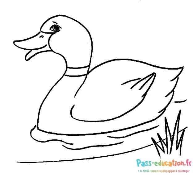 Coloriage Canard sur l'eau à imprimer et colorier