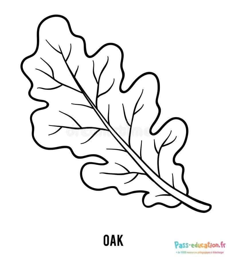 Coloriage Feuille de chêne à imprimer et colorier