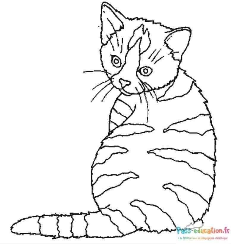Coloriage Chat rayé à imprimer et colorier