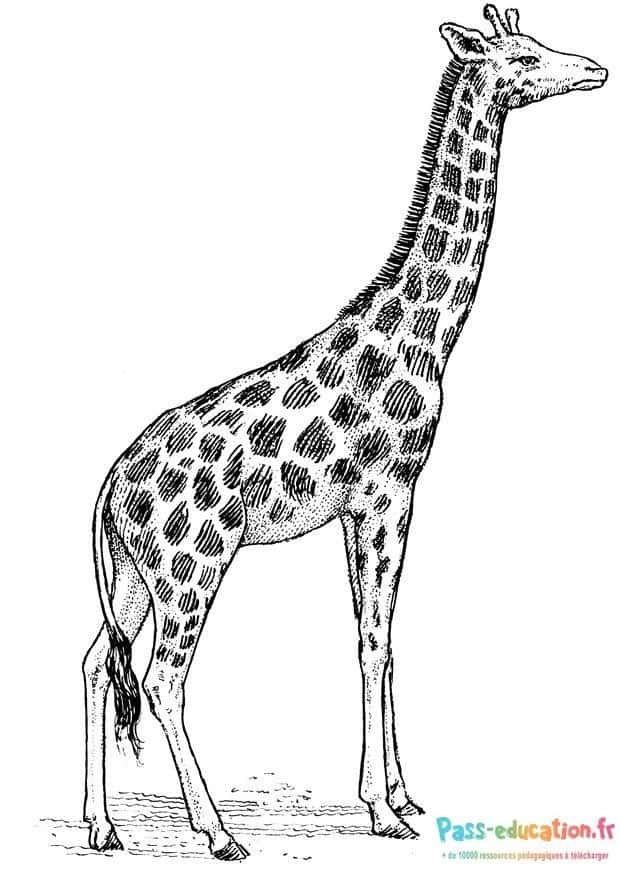 Coloriage Girafe attentive à imprimer et colorier