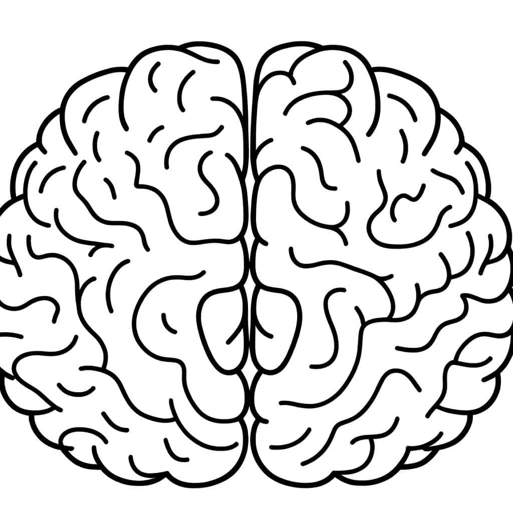 Coloriage Cerveau humain à imprimer et colorier