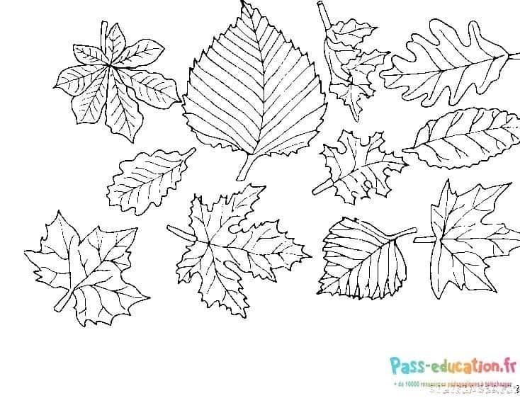 Coloriage Feuilles d'automne à imprimer et colorier
