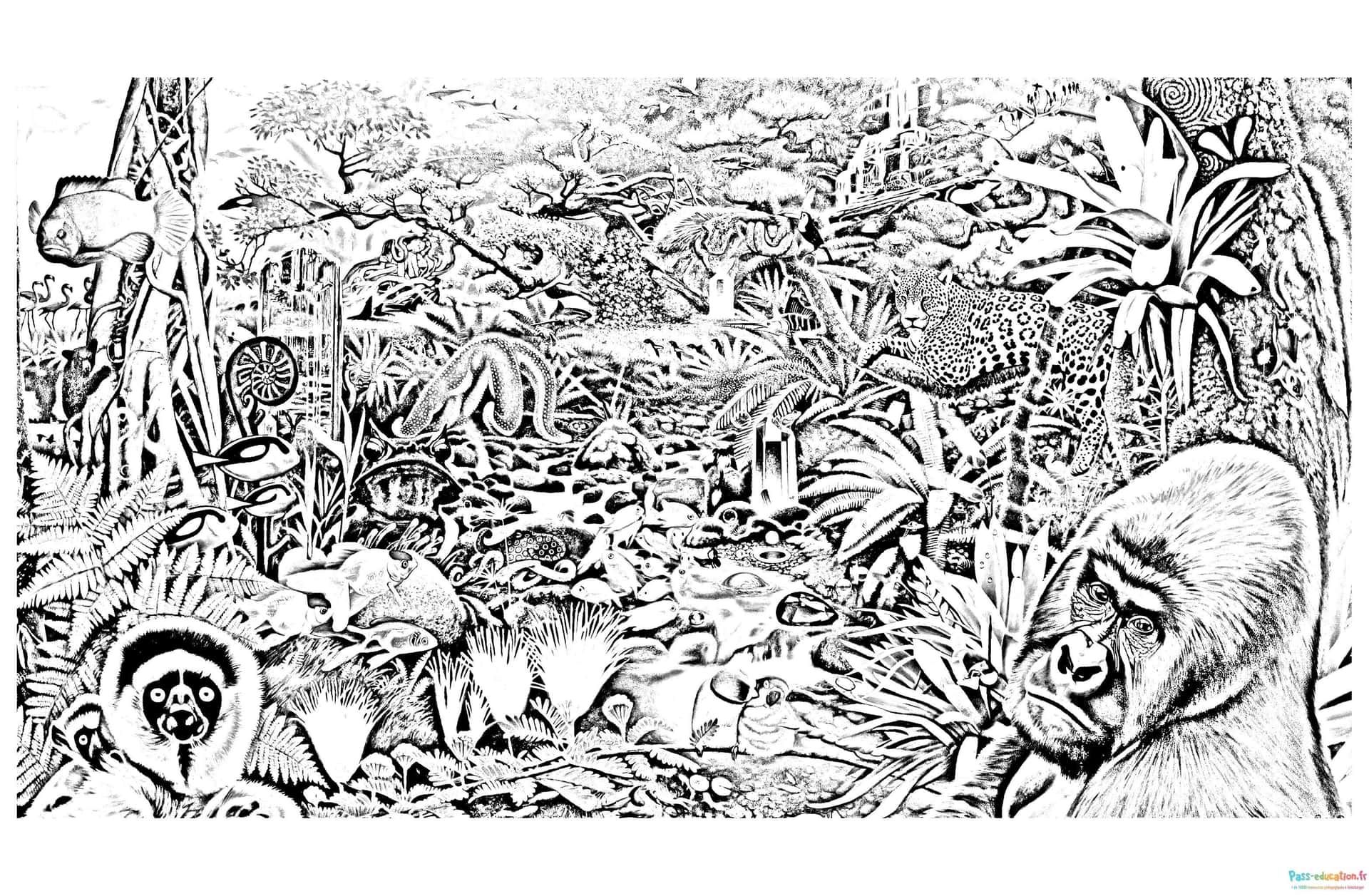 Coloriage Jungle mystérieuse à imprimer et colorier