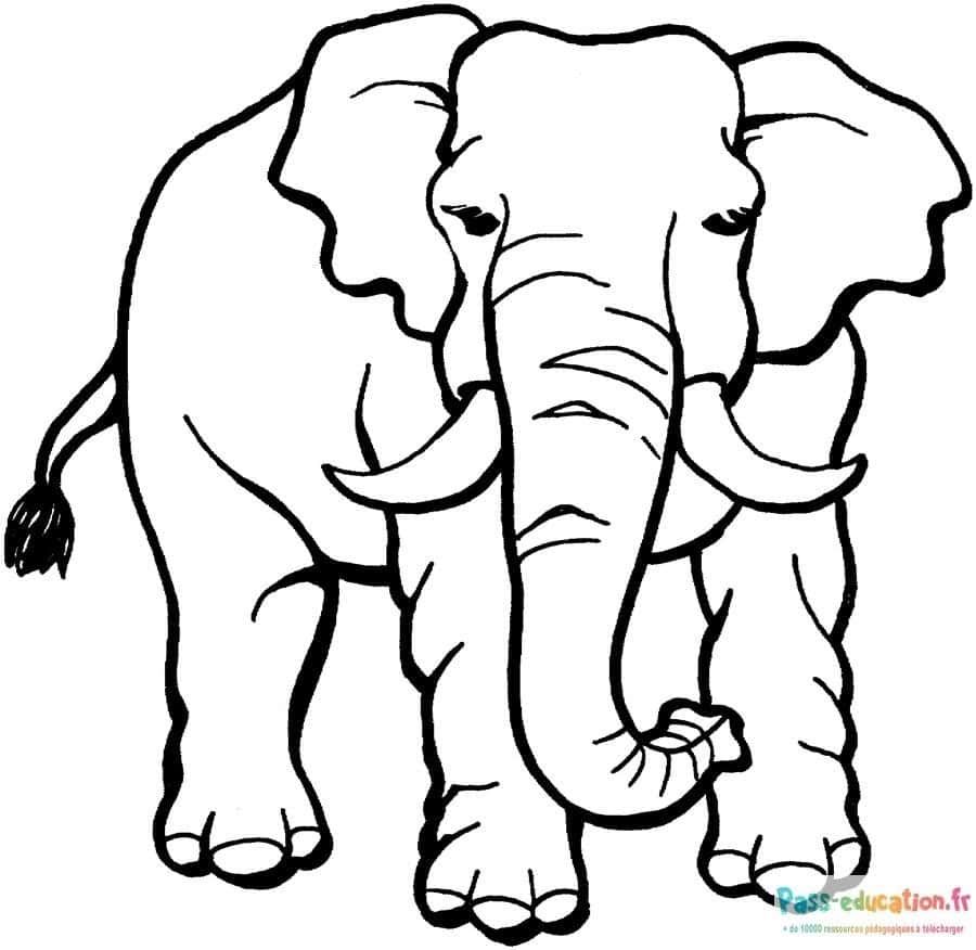 Coloriage Éléphant en attente à imprimer et colorier