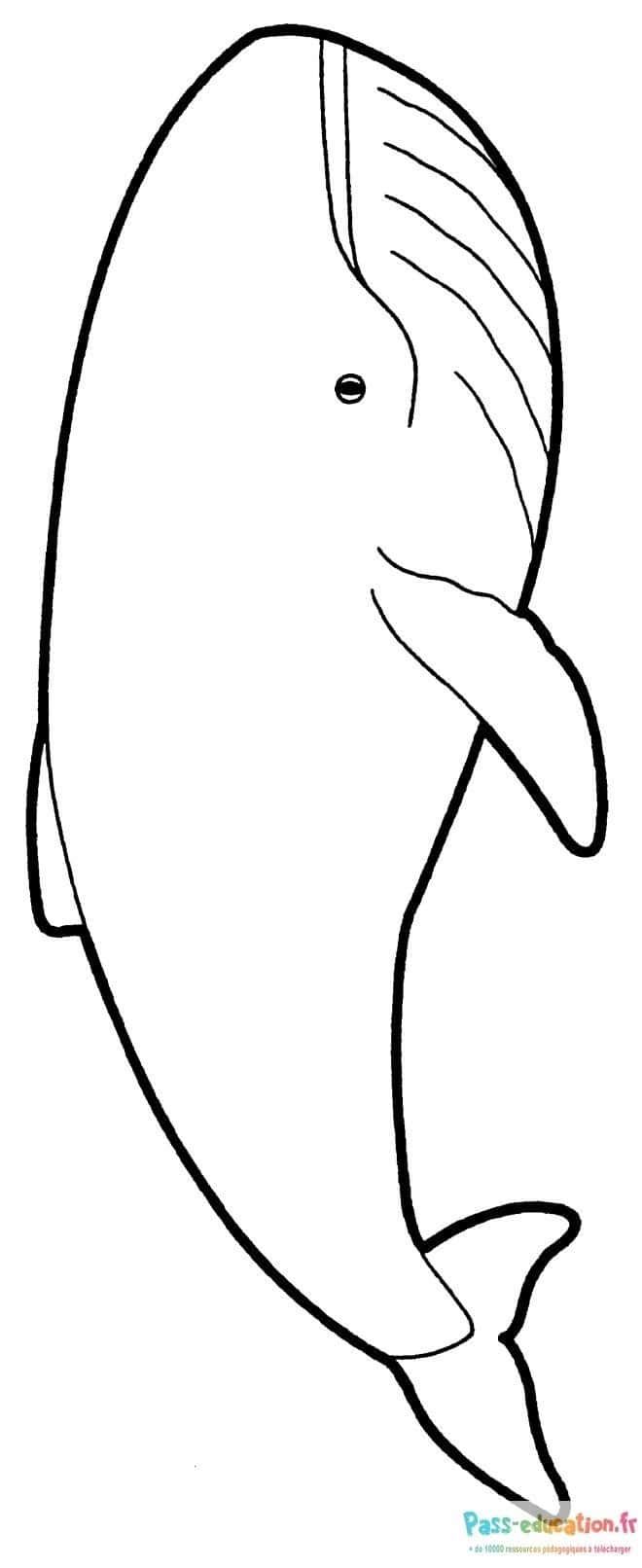 Coloriage Baleine joyeuse à imprimer et colorier