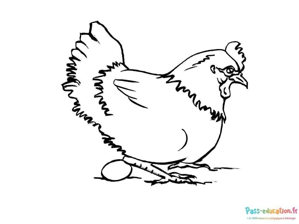 Coloriage Poule et œuf à imprimer et colorier