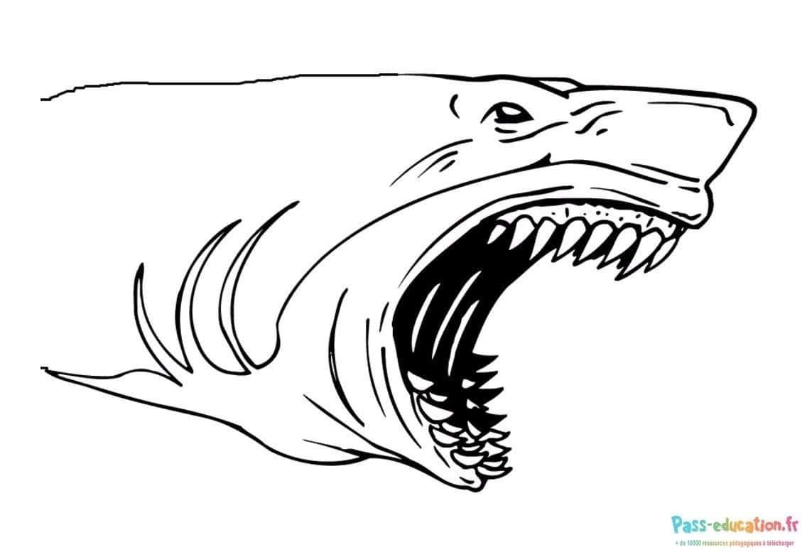 Coloriage Requin menaçant à imprimer et colorier