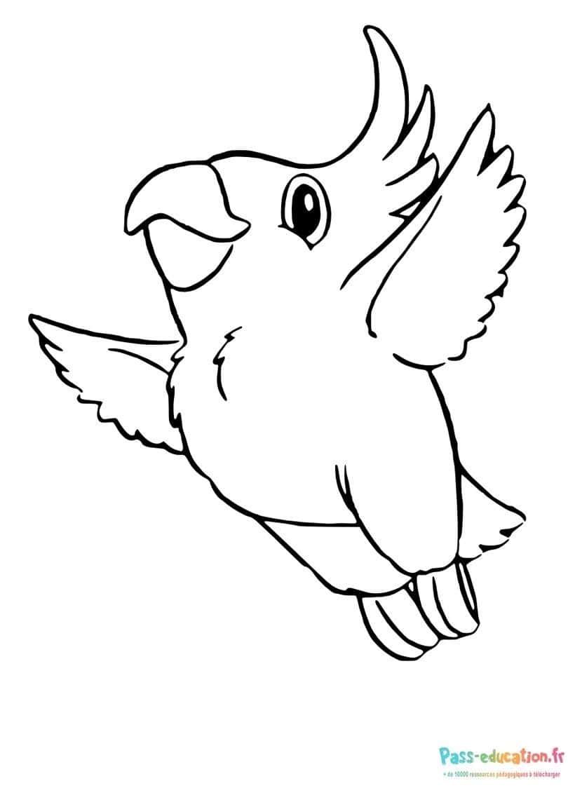 Coloriage Perroquet en vol à imprimer et colorier