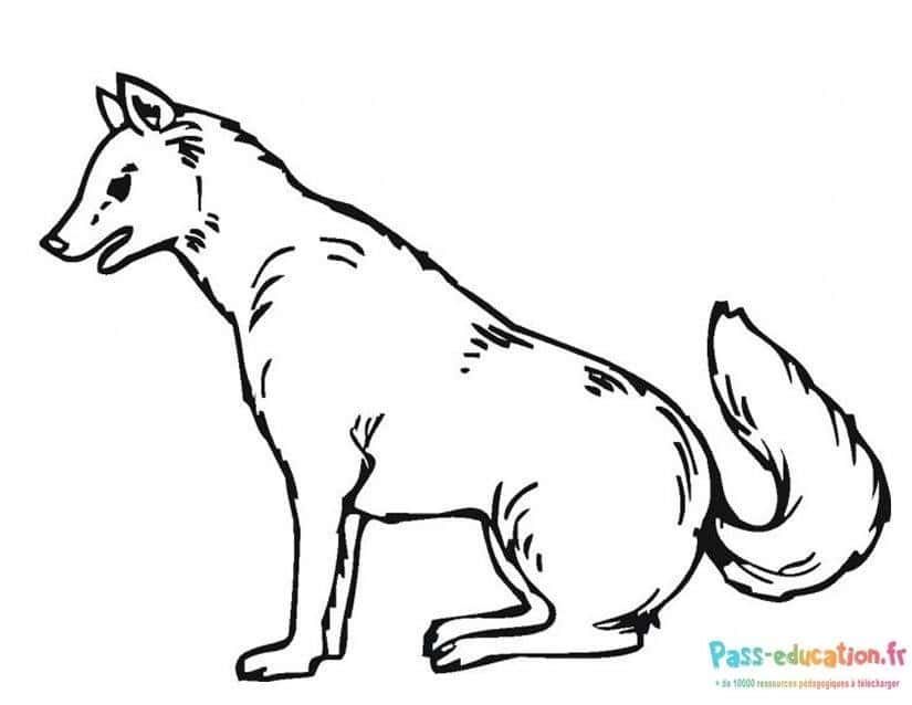 Coloriage Loup attentif à imprimer et colorier