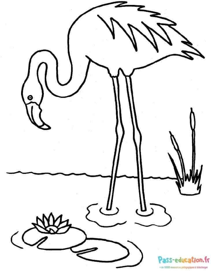 Coloriage Flamant rose à imprimer et colorier