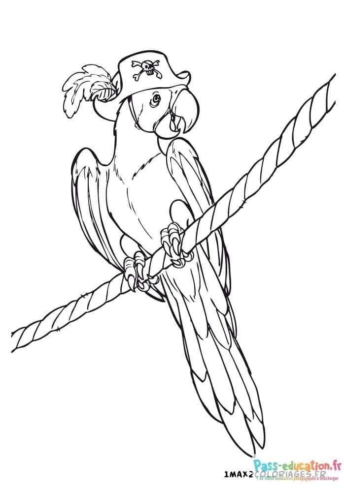Coloriage Perroquet pirate à imprimer et colorier