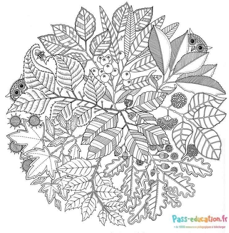 Coloriage Feuilles et baies d'automne à imprimer et colorier