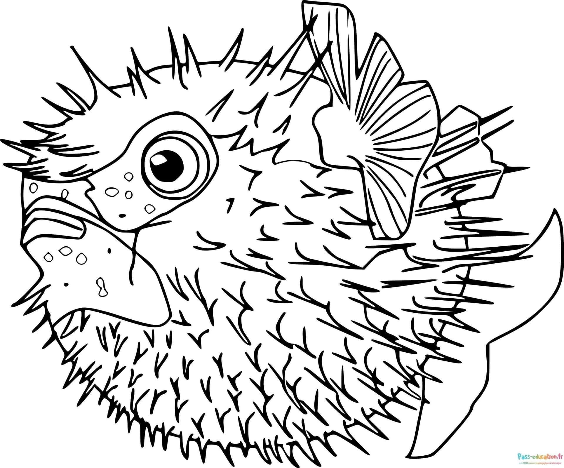 Coloriage Poisson hérissé à imprimer et colorier