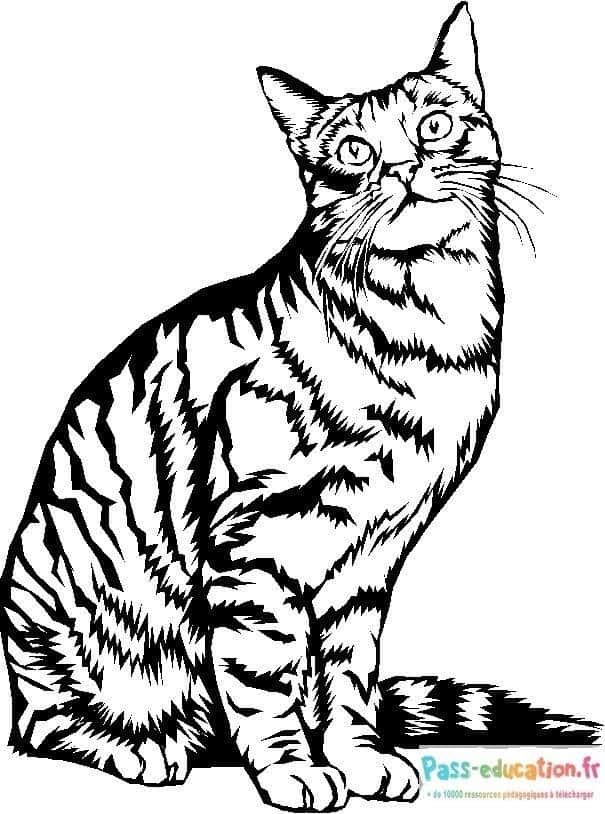 Coloriage Chat attentif à imprimer et colorier