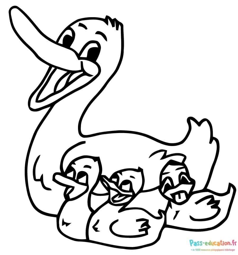 Coloriage Famille de canards à imprimer et colorier