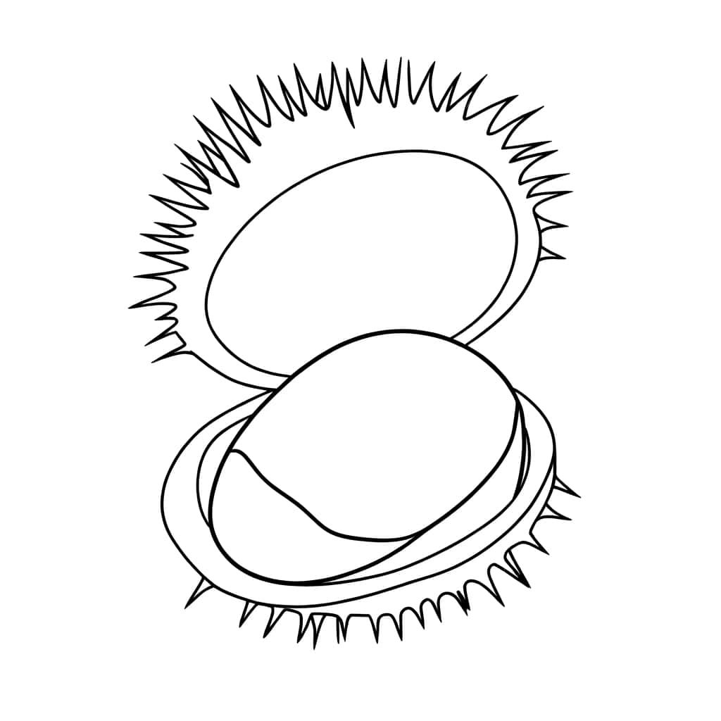 Coloriage Châtaignes stylisées à imprimer et colorier